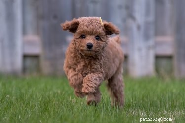 Toy vs. Teacup Dogs: Health, Care, and Choosing Wisely