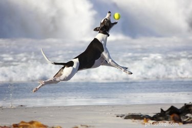Discover the Dog Breeds That Can Jump the Highest
