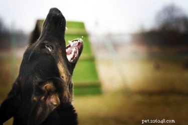 Which Dogs Emit the Loudest Barks? A Trusted Guide for Home Security