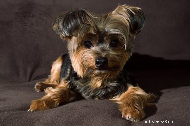 Top 10 Indoor Dog Breeds: Popular House Dogs & Mixes