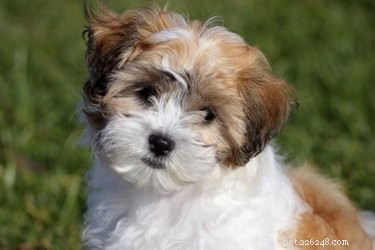 Top Hypoallergenic Dog Breeds for Allergy Sufferers