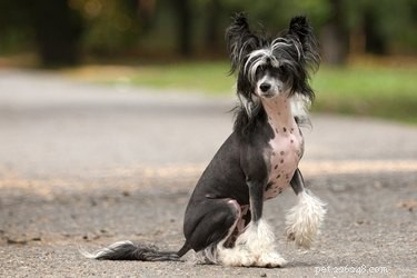 Discover the Best Hairless Dog Breeds for Allergy-Friendly Living