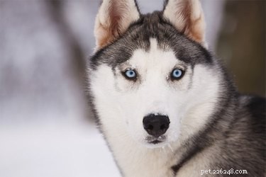 Do Huskies Really Resemble Wolves? Myths vs. Facts