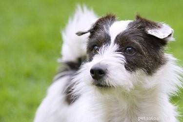 Jack Russell Terrier vs. English Jack Russell Terrier: Understanding the Differences
