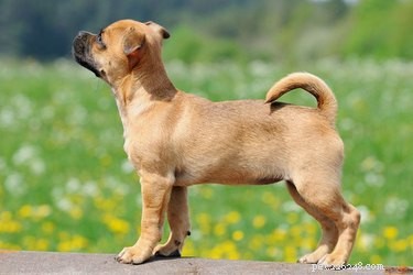 Jack Russell Pug Mixes: Traits, Care, and What to Expect