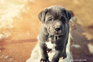 Official Neapolitan Mastiff Color Guide: Recognizing Purebred Standards