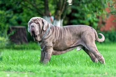 Official Neapolitan Mastiff Color Guide: Recognizing Purebred Standards