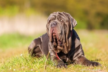 Official Neapolitan Mastiff Color Guide: Recognizing Purebred Standards