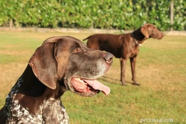 German Shorthaired Pointers: Male vs. Female – Size, Weight, and Care Insights