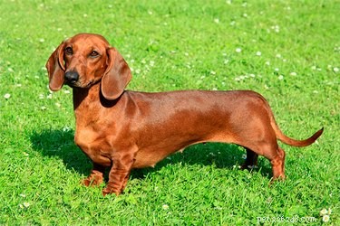 Wiener Dog (Dachshund): History, Traits & Care Tips