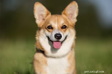 Corgi Dogs Explained: Breeds, Origins, and Roles
