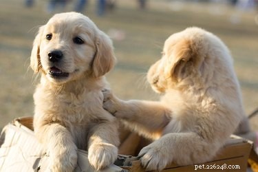 The 20 Most Popular Dog Breeds in the U.S. – Insights from the AKC