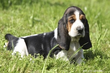 Dog Breeds Naturally Oily: Why Their Greasy Coats Are Healthy