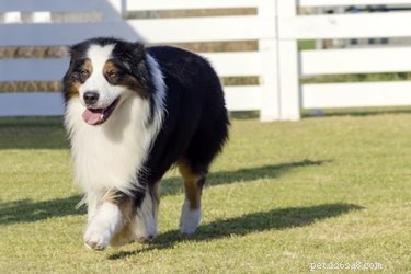 Australian Shepherd vs. Mini Australian Shepherd: Key Differences & Similarities