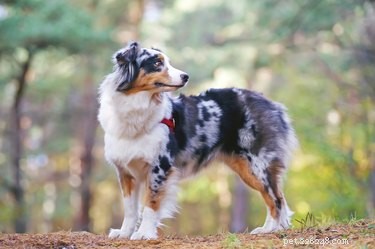 Australian Shepherd vs. Mini Australian Shepherd: Key Differences & Similarities