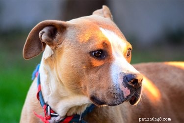 American Bulldogs vs. Staffordshire Terriers: Which Breed Suits Your Family?