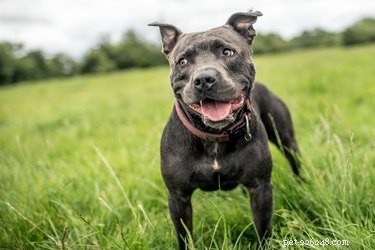 American Bulldogs vs. Staffordshire Terriers: Which Breed Suits Your Family?