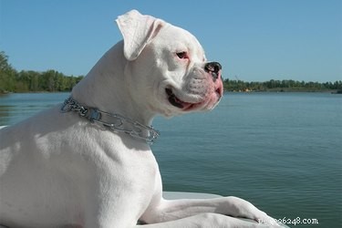 Understanding White vs. Albino Boxers: Genetics, Appearance, and AKC Recognition