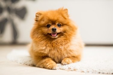 Understanding Throwback Pomeranians: Size, Traits, and Care