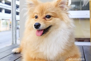 Understanding Throwback Pomeranians: Size, Traits, and Care