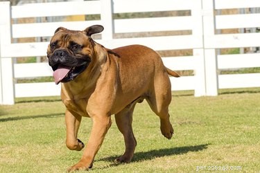 Engaging Activities for Bullmastiffs: Enhance Health & Bonding