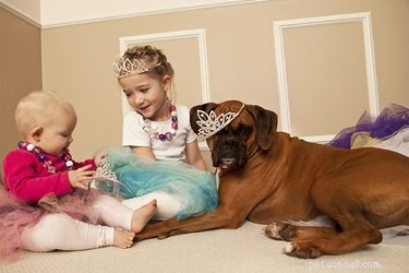 Are Boxers Family-Friendly? A Guide to Their Compatibility with Children