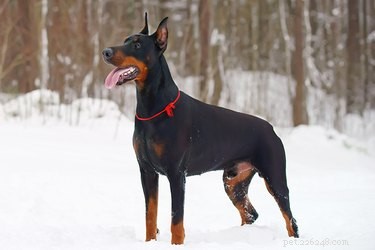 Preventing Early Arthritis in Dobermans: Key Strategies