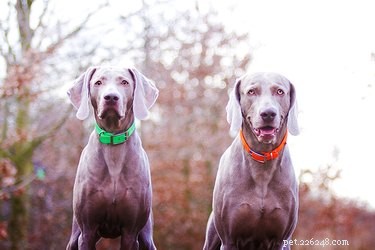 Male vs Female Weimaraners: Key Physical & Behavioral Differences