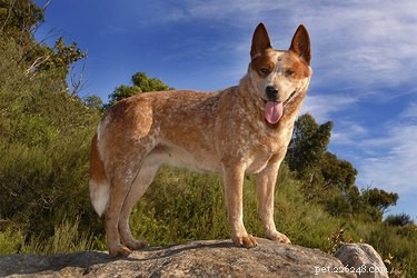 Red Heelers Size: Height, Weight, and Growth Expectations