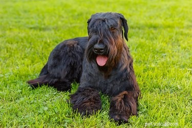 Top Territorial Dog Breeds: Which Dogs Naturally Protect Their Home