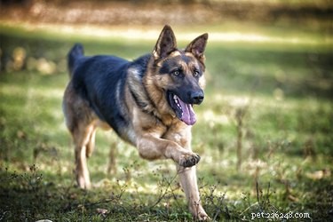 Herding vs. Working Dogs: Key Differences Explained