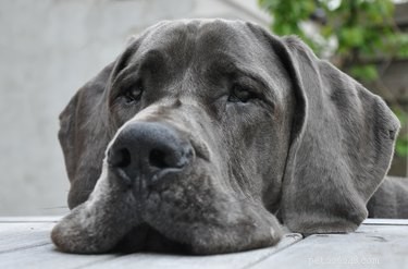 Feeding Guide for Great Danes: Amounts & Frequency