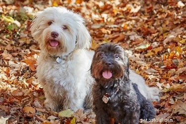 Explore Breeds with Wavy Coats: A Guide to Dog Hair Types