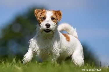 Explore 40 AKC Terrier Breeds: From Hunting Origins to Playful Companions