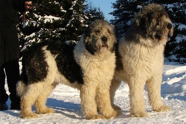 Discover the Mioritic Sheepdog: History, Traits, and Care Guide
