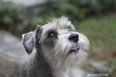 Giant, Standard & Miniature Schnauzers: Size, Personality & Care Guide