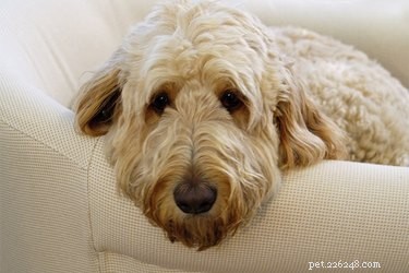 Goldendoodles 101: Essential Facts About This Popular Hybrid