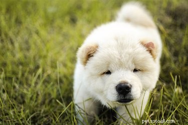 Asian Dog Breeds: Heritage, Characteristics & Care Guide