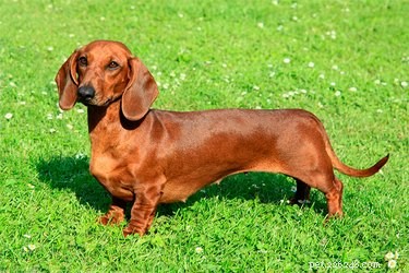 Exploring the Dynamic Personality Traits of Dachshunds