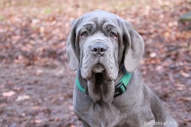 Dogue de Bordeaux vs. Neapolitan Mastiff: Size, Strength, and Heritage