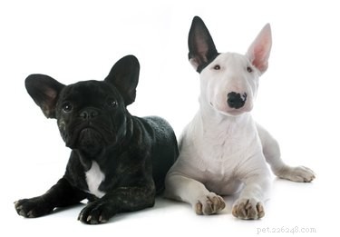 Bulldogs vs. Bull Terriers: Are They True Family?