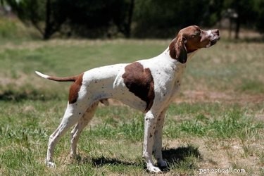 English Pointer: Key Traits and Heritage Explained