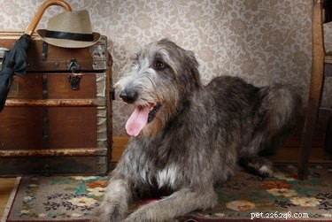 The Irish Wolfhound: A Legacy of History and Nobility