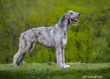 The Irish Wolfhound: A Legacy of History and Nobility