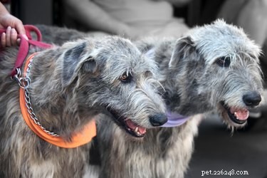 The Irish Wolfhound: A Legacy of History and Nobility
