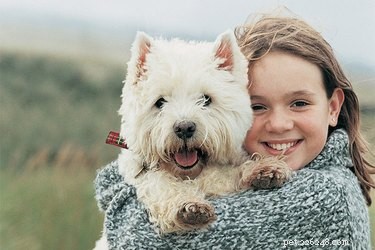 Essential Guide to West Highland White Terriers: Traits, Care, and Adoption Tips
