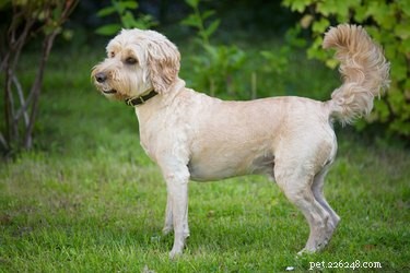 Cockapoo Dogs: Traits, Care, and Family-Friendly Companions