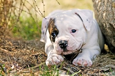American vs. English Bulldogs: A Clear Guide to Breed Differences