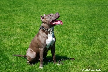 American Pit Bull Terriers Are Not Accepted at Westminster Kennel Club Dog Show