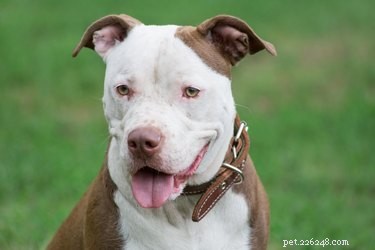 American Pit Bull Terriers Are Not Accepted at Westminster Kennel Club Dog Show
